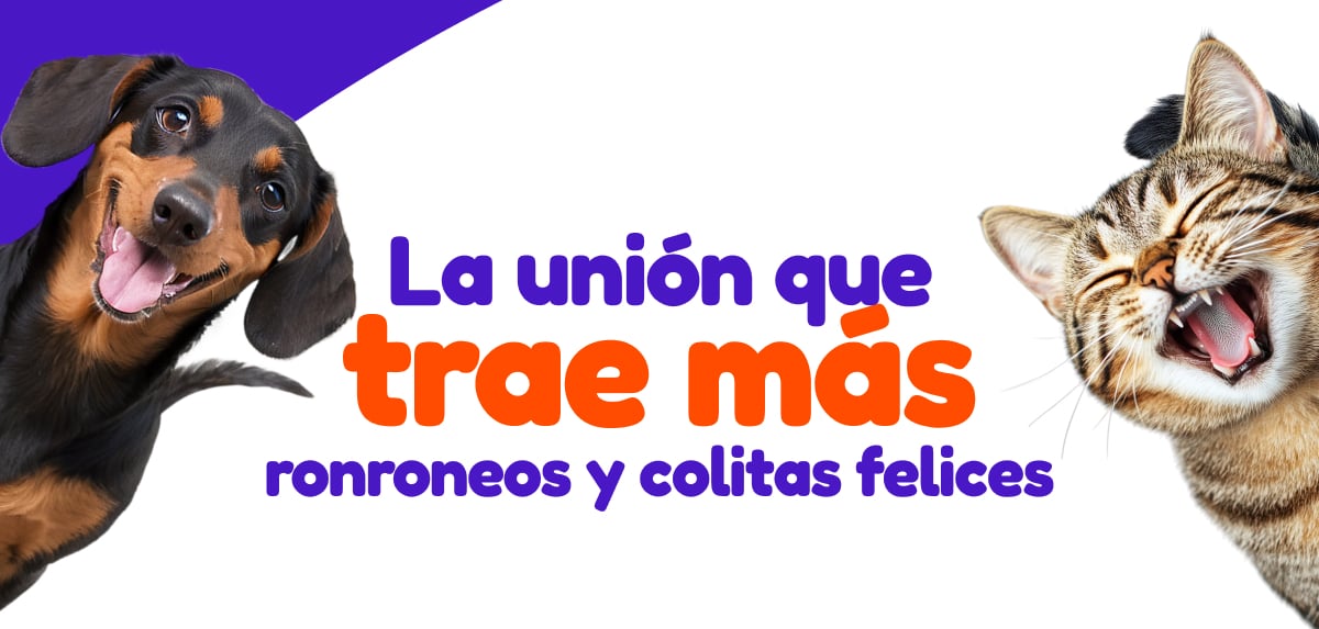 La unión que trae más ronroneos y colitas felices